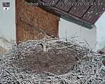 Capi_Dubne_20260805_084504.jpg