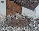 Capi_Dubne_20260805_085004.jpg