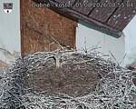 Capi_Dubne_20260805_085504.jpg