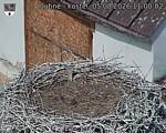 Capi_Dubne_20260805_110002.jpg