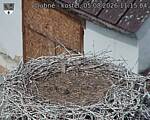 Capi_Dubne_20260805_111504.jpg