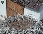 Capi_Dubne_20260805_112003.jpg
