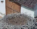 Capi_Dubne_20260805_113002.jpg