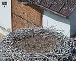 Capi_Dubne_20260805_121502.jpg