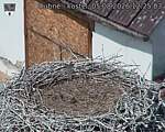 Capi_Dubne_20260805_122503.jpg
