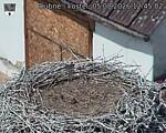 Capi_Dubne_20260805_124502.jpg