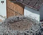 Capi_Dubne_20260805_125502.jpg