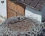 Capi_Dubne_20260805_131004.jpg