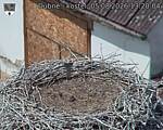 Capi_Dubne_20260805_132004.jpg