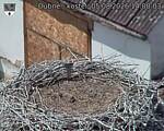 Capi_Dubne_20260805_140003.jpg