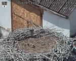 Capi_Dubne_20260805_141502.jpg