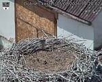 Capi_Dubne_20260805_142002.jpg