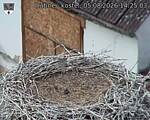 Capi_Dubne_20260805_142503.jpg