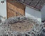 Capi_Dubne_20260805_143002.jpg