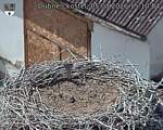 Capi_Dubne_20260805_151004.jpg