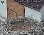 Capi_Dubne_20260805_161502.jpg