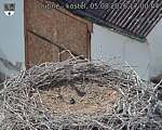Capi_Dubne_20260805_170004.jpg