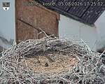 Capi_Dubne_20260805_172502.jpg