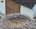 Capi_Dubne_20260805_184004.jpg