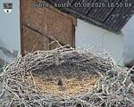 Capi_Dubne_20260805_185004.jpg