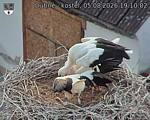 Capi_Dubne_20260805_191002.jpg