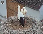 Capi_Dubne_20260805_193002.jpg