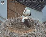 Capi_Dubne_20260805_194003.jpg