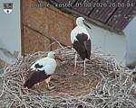 Capi_Dubne_20260805_200004.jpg