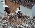 Capi_Dubne_20260805_201004.jpg
