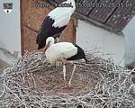 Capi_Dubne_20260805_203504.jpg