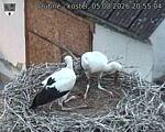 Capi_Dubne_20260805_205504.jpg