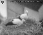Capi_Dubne_20260805_210502.jpg