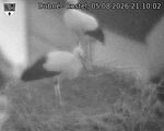 Capi_Dubne_20260805_211002.jpg