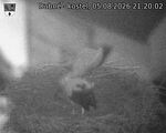 Capi_Dubne_20260805_212002.jpg