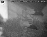 Capi_Dubne_20260805_212503.jpg