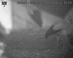 Capi_Dubne_20260805_213503.jpg