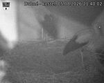 Capi_Dubne_20260805_214002.jpg