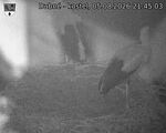 Capi_Dubne_20260805_214503.jpg