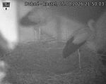 Capi_Dubne_20260805_215003.jpg
