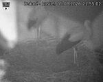 Capi_Dubne_20260805_215502.jpg