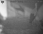 Capi_Dubne_20260805_220003.jpg