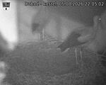 Capi_Dubne_20260805_220502.jpg