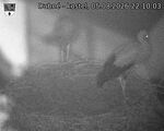 Capi_Dubne_20260805_221003.jpg