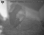 Capi_Dubne_20260805_224502.jpg