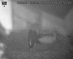 Capi_Dubne_20260805_225502.jpg
