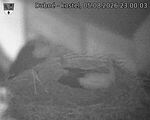 Capi_Dubne_20260805_230003.jpg