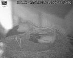 Capi_Dubne_20260805_231502.jpg