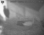 Capi_Dubne_20260805_233002.jpg