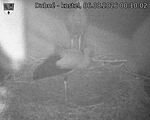 Capi_Dubne_20260806_001002.jpg