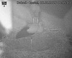 Capi_Dubne_20260806_001503.jpg